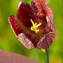  Zyket - Fritillaria meleagris L.