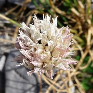 Photographie n°2350424 du taxon Allium schoenoprasum subsp. schoenoprasum