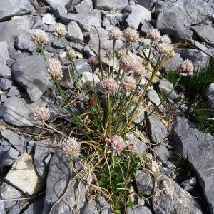 Photographie n°2350425 du taxon Allium schoenoprasum subsp. schoenoprasum