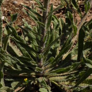 Photographie n°2350428 du taxon Echium vulgare L.