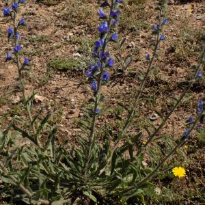 Photographie n°2350430 du taxon Echium vulgare L.