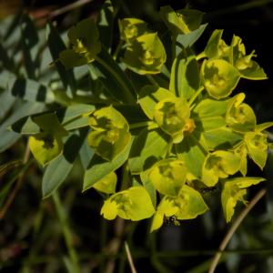 Photographie n°2350438 du taxon Euphorbia seguieriana Neck.