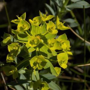 Photographie n°2350440 du taxon Euphorbia seguieriana Neck.