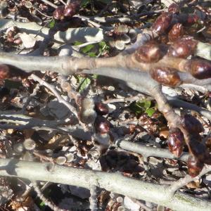 Photographie n°2350463 du taxon Populus tremula L. [1753]