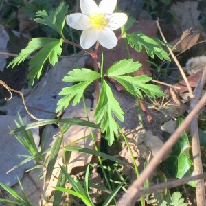 Photographie n°2350466 du taxon Anemone nemorosa L. [1753]