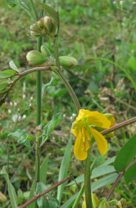 Claire Felloni, le  6 février 2020 (Capesterre-Belle-Eau (ruelle Babin))