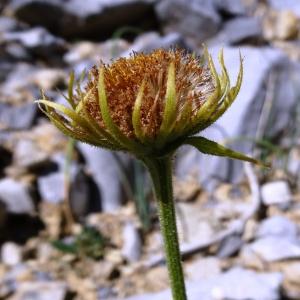 Photographie n°2350538 du taxon Doronicum grandiflorum Lam. [1786]