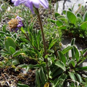 Photographie n°2350573 du taxon Aster alpinus var. alpinus