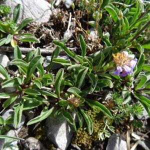 Photographie n°2350574 du taxon Aster alpinus var. alpinus