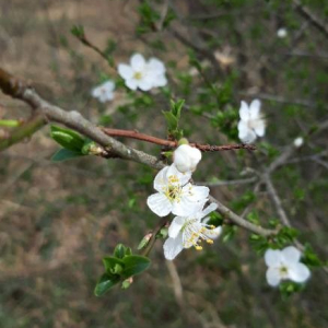 Photographie n°2350596 du taxon Prunus domestica L. [1753]