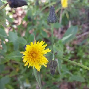 Photographie n°2350653 du taxon Sonchus oleraceus L. [1753]