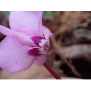 Cyclamen coum Mill.