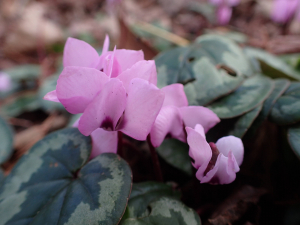 Sylvain Piry, le 25 février 2020 (Lyon (Parc de la Tête d'Or))