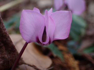 Sylvain Piry, le 25 février 2020 (Lyon (Parc de la Tête d'Or))