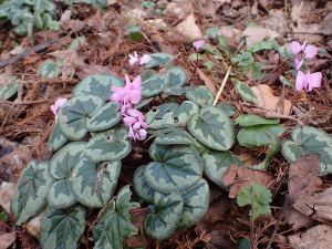 Sylvain Piry, le 25 février 2020 (Lyon (Parc de la Tête d'Or))