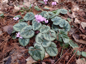 Sylvain Piry, le 25 février 2020 (Lyon (Parc de la Tête d'Or))