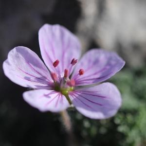 Photographie n°2350691 du taxon Erodium foetidum (L.) L'Hér. [1802]