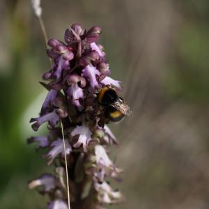 Photographie n°2350694 du taxon Himantoglossum robertianum (Loisel.) P.Delforge [1999]
