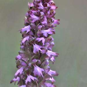 Photographie n°2350695 du taxon Himantoglossum robertianum (Loisel.) P.Delforge [1999]