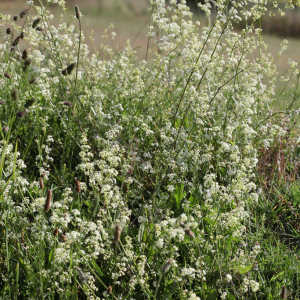 Photographie n°2350709 du taxon Galium mollugo L. [1753]