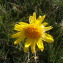  Line - Arnica montana L. [1753]