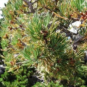 Photographie n°2350745 du taxon Pinus mugo subsp. uncinata (Ramond ex DC.) Domin [1936]