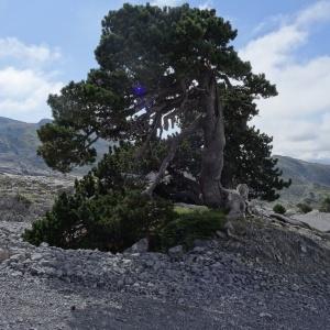 Photographie n°2350746 du taxon Pinus mugo subsp. uncinata (Ramond ex DC.) Domin [1936]