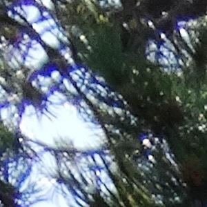 Photographie n°2350748 du taxon Pinus mugo subsp. uncinata (Ramond ex DC.) Domin [1936]