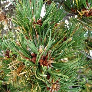 Photographie n°2350749 du taxon Pinus mugo subsp. uncinata (Ramond ex DC.) Domin [1936]