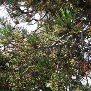 Photographie n°2350750 du taxon Pinus mugo subsp. uncinata (Ramond ex DC.) Domin [1936]
