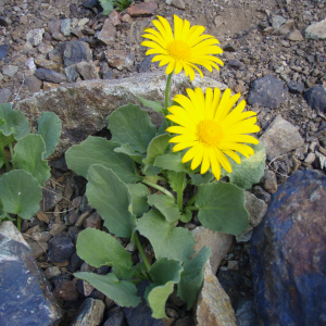  - Doronicum grandiflorum Lam. [1786]