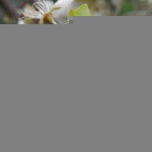 Photographie n°2350782 du taxon Prunus domestica L. [1753]