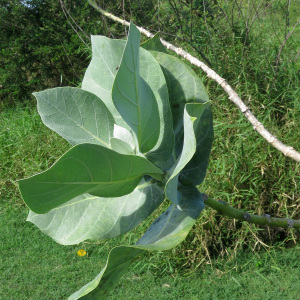 Photographie n°2350849 du taxon Calotropis procera (Aiton) Dryand. [1811]