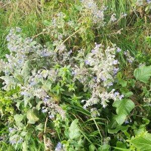 Photographie n°2350863 du taxon Borago officinalis L. [1753]