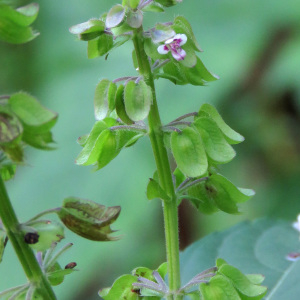 Ocimum campechianum Mill. (Albahaca)