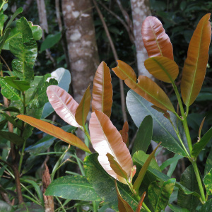 Calophyllum brasiliense var. antillanum (Britton) Standl. (Galba)