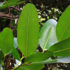  - Calophyllum calaba L. [1753]