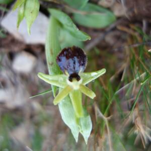 Photographie n°2350945 du taxon Ophrys exaltata Ten. [1819]