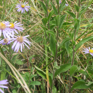 Photographie n°2350966 du taxon Aster amellus L. [1753]