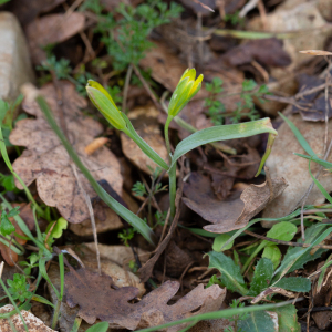 Photographie n°2350971 du taxon Gagea pratensis (Pers.) Dumort. [1827]