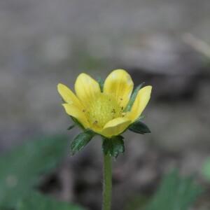 Photographie n°2351085 du taxon Duchesnea indica (Andrews) Focke