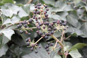 Mael-G, le  1 mars 2020 (Clermont-Ferrand)