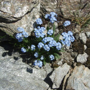 Photographie n°2351116 du taxon Myosotis alpestris F.W.Schmidt [1794]