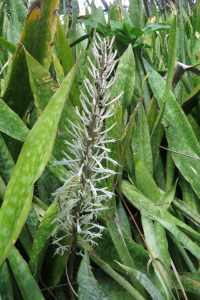 Claire Felloni, le  5 février 2020 (Port-Louis (sentier de la plage du Souffleur))