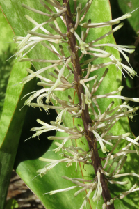 Claire Felloni, le  5 février 2020 (Port-Louis (sentier de la plage du Souffleur))