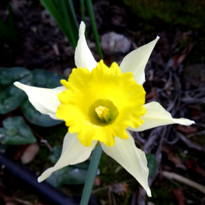 Photographie n°2351169 du taxon Narcissus bicolor L. [1762]