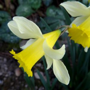 Photographie n°2351170 du taxon Narcissus bicolor L. [1762]