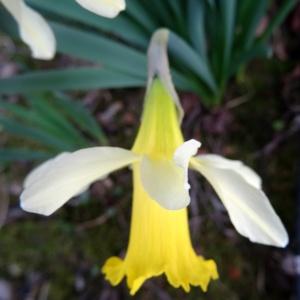 Photographie n°2351172 du taxon Narcissus bicolor L. [1762]