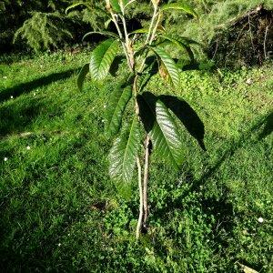 Photographie n°2351177 du taxon Eriobotrya japonica (Thunb.) Lindl. [1821]