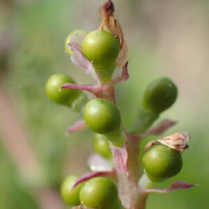 Photographie n°2351216 du taxon Fumaria densiflora DC. [1813]